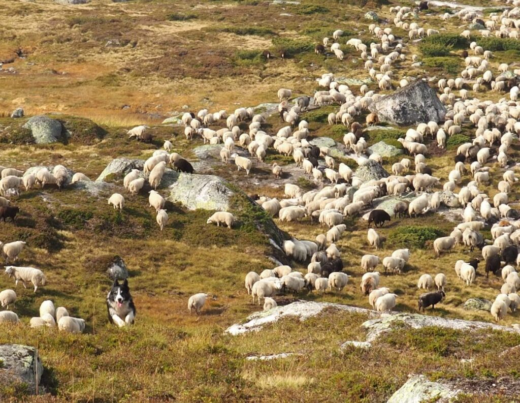 Sverre Haga | Sauen på Jæren – fra beite til bord