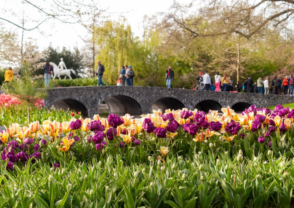 Sula Touring | Blomstrende Vår i Holland