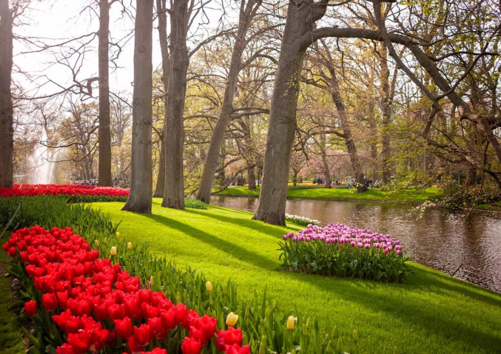 Touring | Blomstrende Vår i Holland